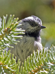 Mountain Chickadee 8900